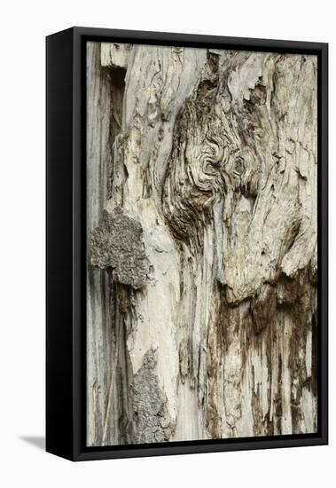 Deadwood, Detail, Fissures and Structures, Stubnitz, National Park Jasmund-Andreas Vitting-Framed Stretched Canvas