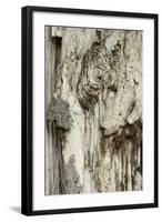 Deadwood, Detail, Fissures and Structures, Stubnitz, National Park Jasmund-Andreas Vitting-Framed Photographic Print