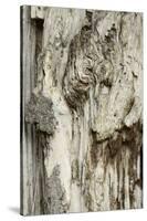 Deadwood, Detail, Fissures and Structures, Stubnitz, National Park Jasmund-Andreas Vitting-Stretched Canvas