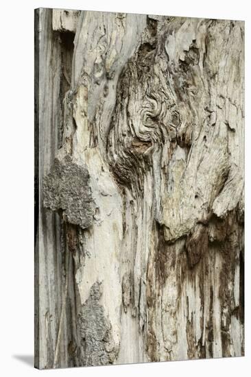 Deadwood, Detail, Fissures and Structures, Stubnitz, National Park Jasmund-Andreas Vitting-Stretched Canvas