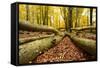 Deadwood, Nearly Natural Mixed Deciduous Forest with Old Oaks and Beeches, Spessart Nature Park-Andreas Vitting-Framed Stretched Canvas