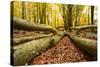 Deadwood, Nearly Natural Mixed Deciduous Forest with Old Oaks and Beeches, Spessart Nature Park-Andreas Vitting-Stretched Canvas