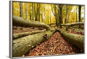 Deadwood, Nearly Natural Mixed Deciduous Forest with Old Oaks and Beeches, Spessart Nature Park-Andreas Vitting-Framed Photographic Print