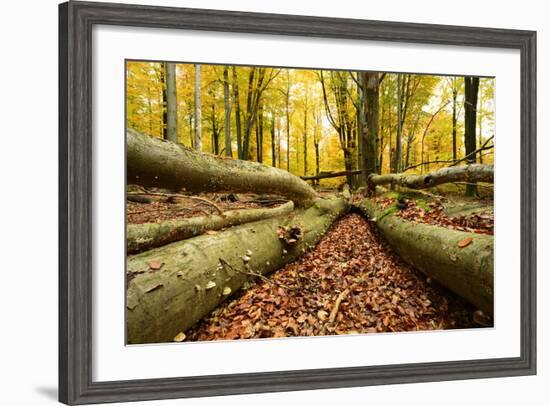 Deadwood, Nearly Natural Mixed Deciduous Forest with Old Oaks and Beeches, Spessart Nature Park-Andreas Vitting-Framed Photographic Print