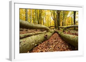 Deadwood, Nearly Natural Mixed Deciduous Forest with Old Oaks and Beeches, Spessart Nature Park-Andreas Vitting-Framed Photographic Print