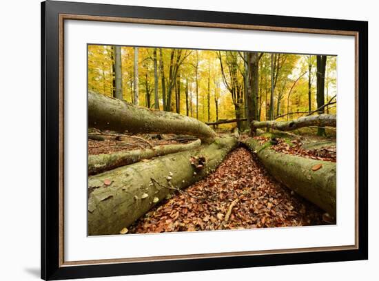 Deadwood, Nearly Natural Mixed Deciduous Forest with Old Oaks and Beeches, Spessart Nature Park-Andreas Vitting-Framed Photographic Print