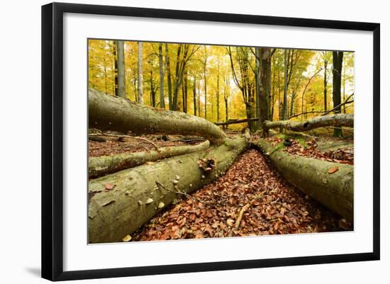 Deadwood, Nearly Natural Mixed Deciduous Forest with Old Oaks and Beeches, Spessart Nature Park-Andreas Vitting-Framed Photographic Print