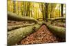 Deadwood, Nearly Natural Mixed Deciduous Forest with Old Oaks and Beeches, Spessart Nature Park-Andreas Vitting-Mounted Photographic Print
