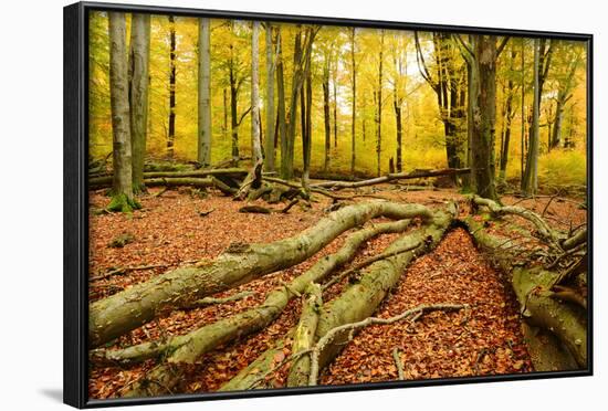 Deadwood, Nearly Natural Mixed Deciduous Forest with Old Oaks and Beeches, Spessart Nature Park-Andreas Vitting-Framed Photographic Print