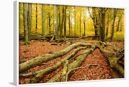 Deadwood, Nearly Natural Mixed Deciduous Forest with Old Oaks and Beeches, Spessart Nature Park-Andreas Vitting-Framed Photographic Print