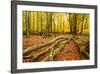 Deadwood, Nearly Natural Mixed Deciduous Forest with Old Oaks and Beeches, Spessart Nature Park-Andreas Vitting-Framed Photographic Print