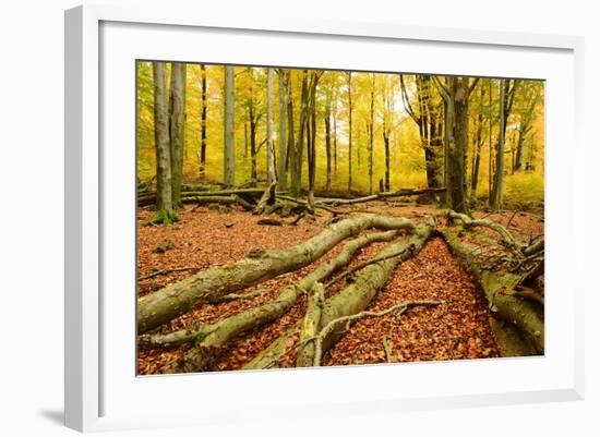 Deadwood, Nearly Natural Mixed Deciduous Forest with Old Oaks and Beeches, Spessart Nature Park-Andreas Vitting-Framed Photographic Print