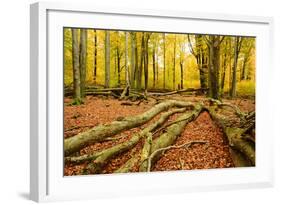 Deadwood, Nearly Natural Mixed Deciduous Forest with Old Oaks and Beeches, Spessart Nature Park-Andreas Vitting-Framed Photographic Print