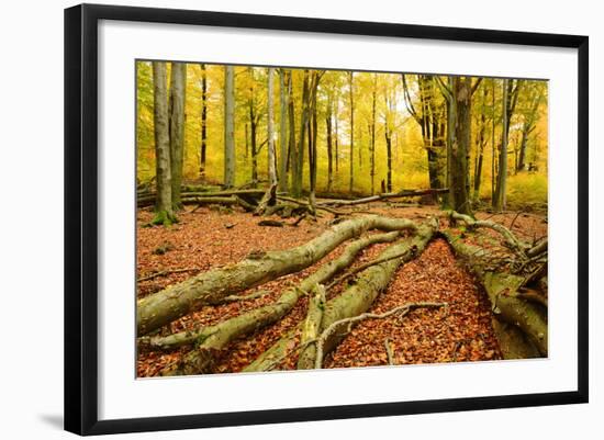 Deadwood, Nearly Natural Mixed Deciduous Forest with Old Oaks and Beeches, Spessart Nature Park-Andreas Vitting-Framed Photographic Print