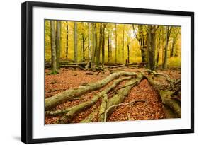 Deadwood, Nearly Natural Mixed Deciduous Forest with Old Oaks and Beeches, Spessart Nature Park-Andreas Vitting-Framed Photographic Print