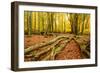 Deadwood, Nearly Natural Mixed Deciduous Forest with Old Oaks and Beeches, Spessart Nature Park-Andreas Vitting-Framed Photographic Print