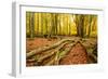 Deadwood, Nearly Natural Mixed Deciduous Forest with Old Oaks and Beeches, Spessart Nature Park-Andreas Vitting-Framed Photographic Print