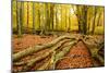 Deadwood, Nearly Natural Mixed Deciduous Forest with Old Oaks and Beeches, Spessart Nature Park-Andreas Vitting-Mounted Photographic Print