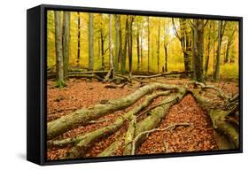 Deadwood, Nearly Natural Mixed Deciduous Forest with Old Oaks and Beeches, Spessart Nature Park-Andreas Vitting-Framed Stretched Canvas