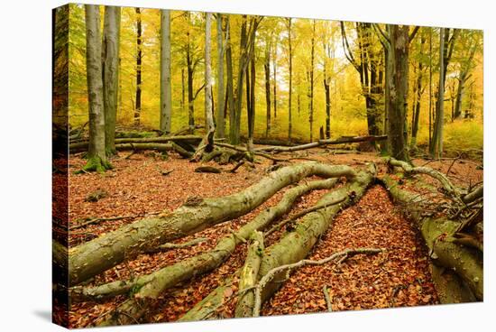 Deadwood, Nearly Natural Mixed Deciduous Forest with Old Oaks and Beeches, Spessart Nature Park-Andreas Vitting-Stretched Canvas