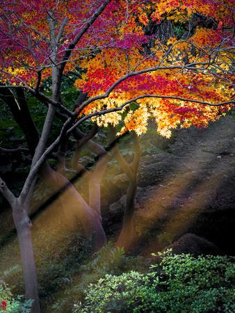Sun Rays Peeking through Fall Foliage