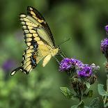 Yellow Swallowtail Butterfly-Dean Fikar-Photographic Print