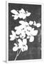 Gramercy White