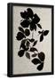 Essential Black