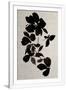 Gramercy White