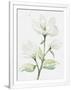 Gramercy White