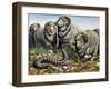 Death Adder (Acanthophis Antarcticus), Elapidae-null-Framed Giclee Print