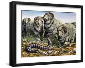 Death Adder (Acanthophis Antarcticus), Elapidae-null-Framed Giclee Print