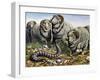 Death Adder (Acanthophis Antarcticus), Elapidae-null-Framed Giclee Print