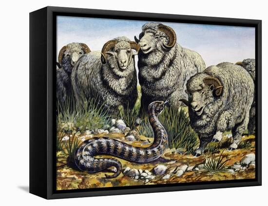 Death Adder (Acanthophis Antarcticus), Elapidae-null-Framed Stretched Canvas