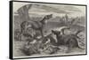 Death of a Red Forester or Old Man Kangaroo-Harrison William Weir-Framed Stretched Canvas