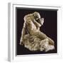 Death of Adonis-Antonio Canova-Framed Giclee Print