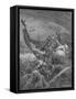 Death of King Harold at the Battle of Hastings, 1066-null-Framed Stretched Canvas