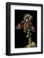 Death's Head Hawkmoth (Acherontia Atropos) UK. Captive Bred-Alex Hyde-Framed Photographic Print