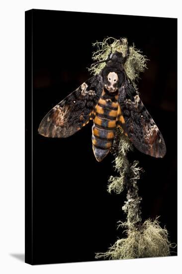 Death's Head Hawkmoth (Acherontia Atropos) UK. Captive Bred-Alex Hyde-Stretched Canvas