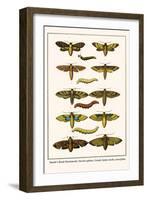 Death's Head Hawkmoth, Occult Sphinx, Guady Spinx Moth, Caterpillar-Albertus Seba-Framed Art Print