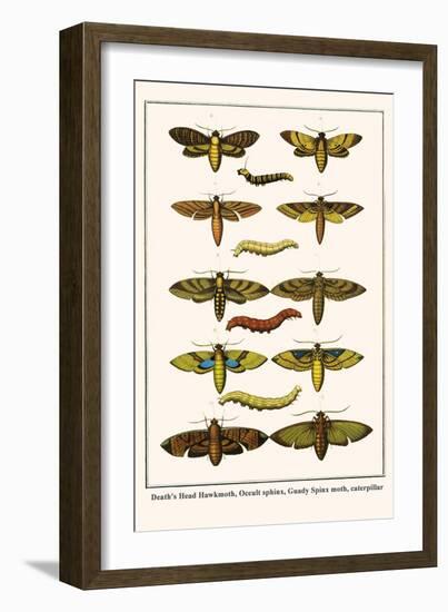 Death's Head Hawkmoth, Occult Sphinx, Guady Spinx Moth, Caterpillar-Albertus Seba-Framed Art Print