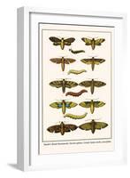 Death's Head Hawkmoth, Occult Sphinx, Guady Spinx Moth, Caterpillar-Albertus Seba-Framed Art Print