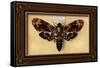 Death's Head Moth-Lantern Press-Framed Stretched Canvas