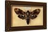 Death's Head Moth-Lantern Press-Stretched Canvas