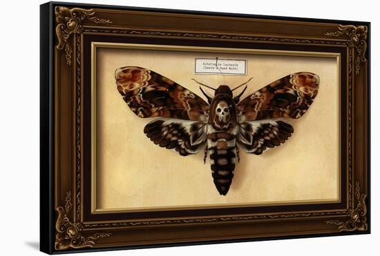 Death's Head Moth-Lantern Press-Framed Stretched Canvas