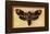 Death's Head Moth-Lantern Press-Framed Stretched Canvas