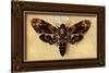 Death's Head Moth-Lantern Press-Stretched Canvas