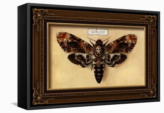 Death's Head Moth-Lantern Press-Framed Stretched Canvas