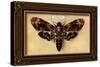 Death's Head Moth-Lantern Press-Stretched Canvas