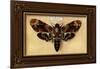 Death's Head Moth-Lantern Press-Framed Art Print